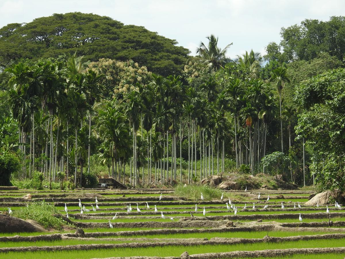 Jetwing Kaduruketha Hotel Wellawaya Bagian luar foto